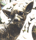 Chihuahua Dog Garden or Home Statue Aluminium