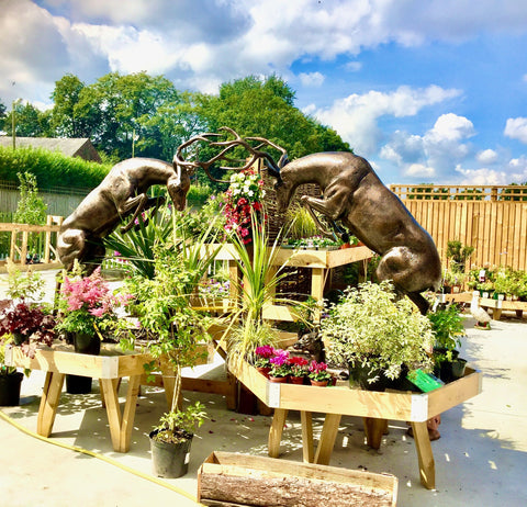 Rutting Garden. Stag Statues Bronze Effect Finish
