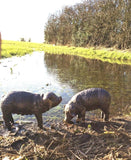 Bronze Effect Pig Pair Garden Home Statue Ornaments Figurine