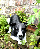 Border Collie Dog Home Statue Interior /Exterior Ornament Painted Finish