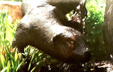 Otter Water Fountain Feature Garden sculpture