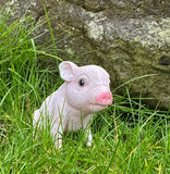 British Pink Piglet Pig Garden Kitchen Statue Piggy Ornament