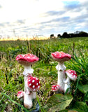Set of 2 Toadstools Garden Ornament Statue